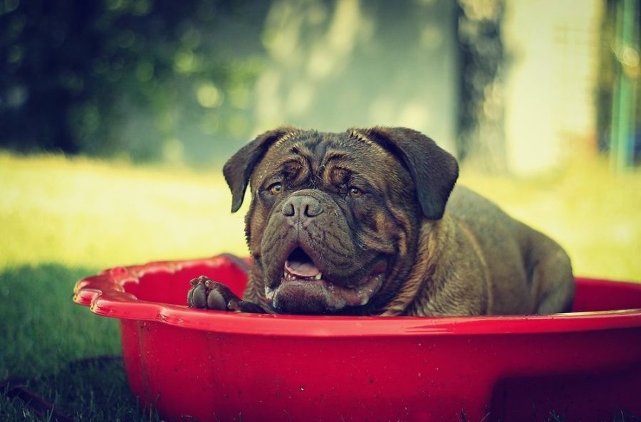 6 creative ways to help your dog beat the heat