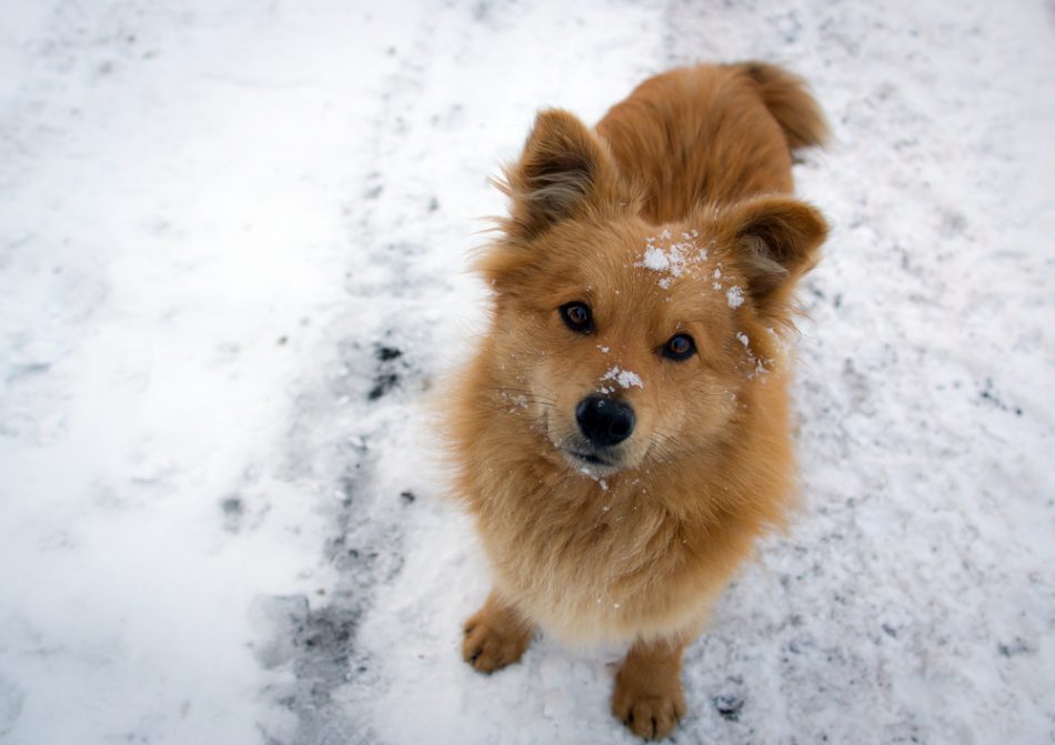 are pet-friendly ice melts really safe?