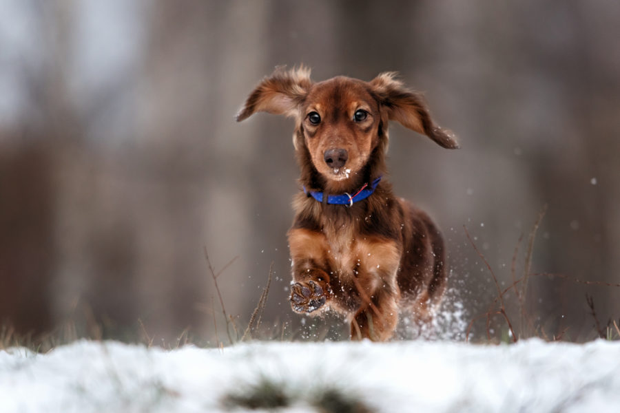 Winter fitness tips for you and your dog