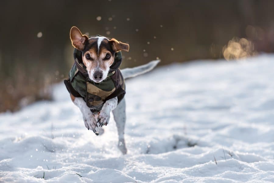 Winter lameness in dogs