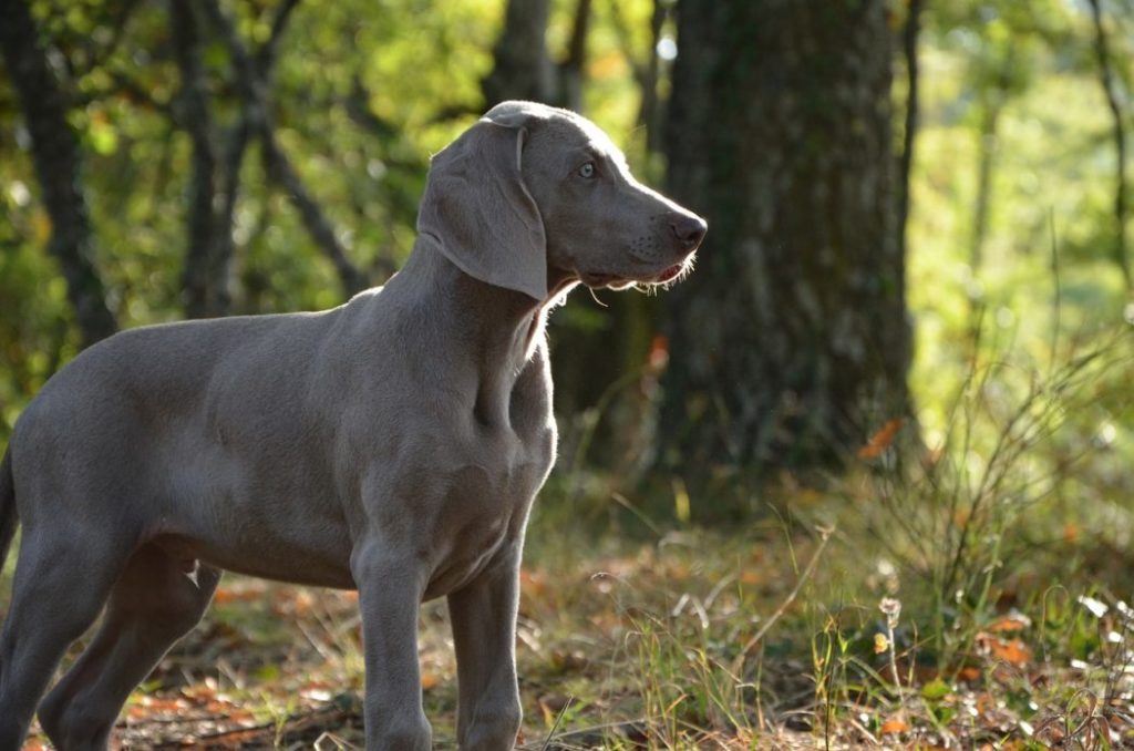 best times for training dogs