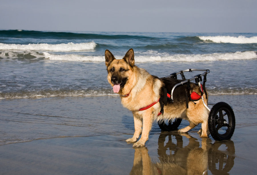 Carts and wheelchairs for dogs