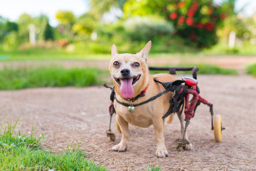 Aiding dogs with missing legs