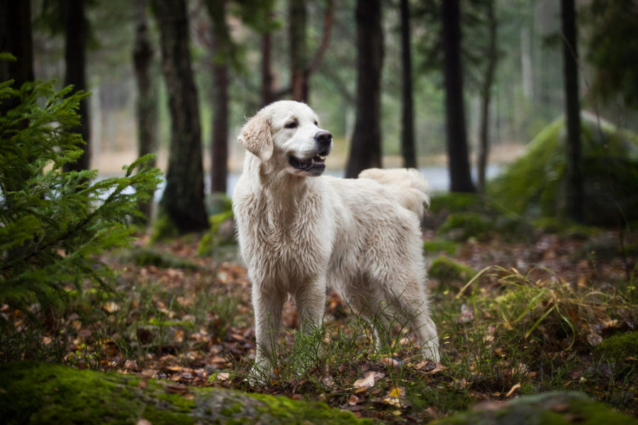 Train your dog not to chase wildlife