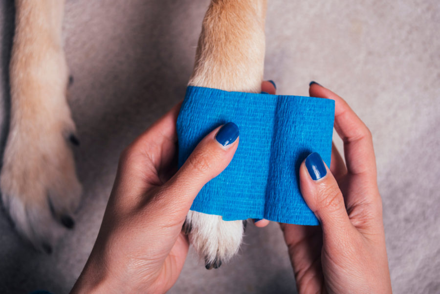 Does your dog refuse to wear a bandage?