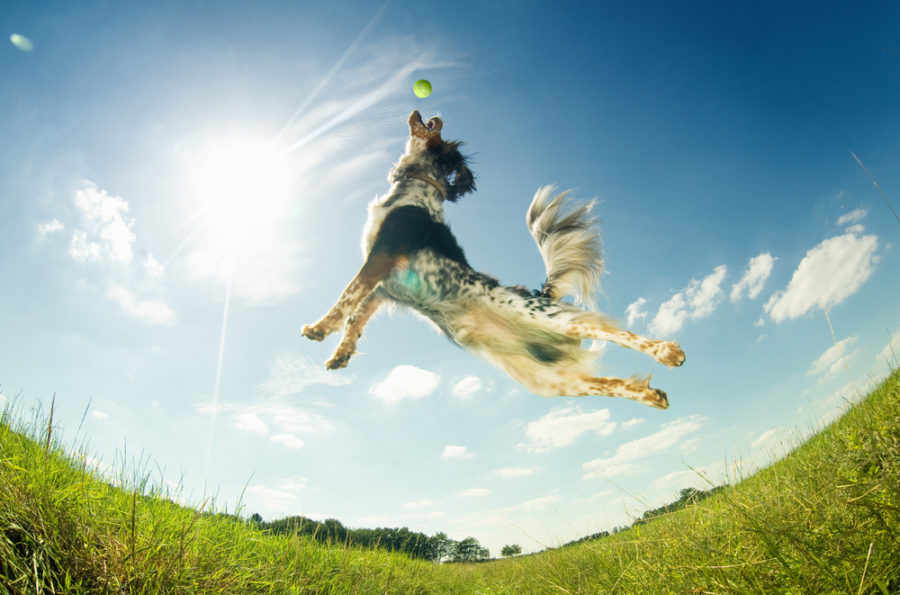 Oxygenation – an important key to your dog’s health