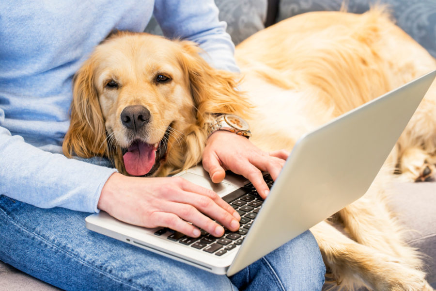 Using social media to promote dog adoption