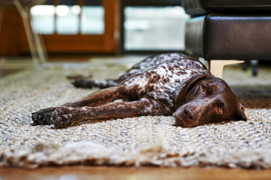 Treating your dog's yeast infection