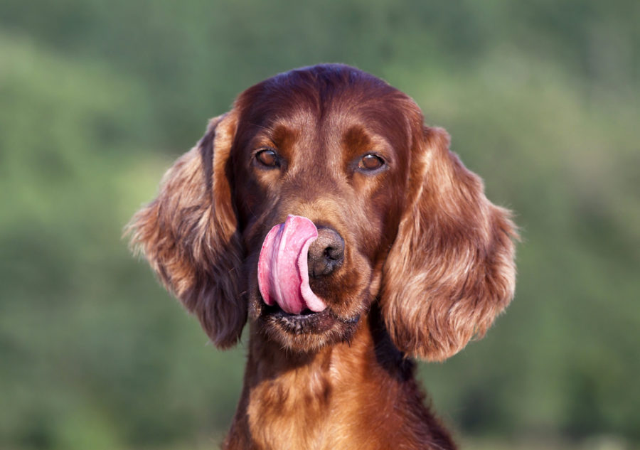 Is your dog licking and swallowing obsessively?