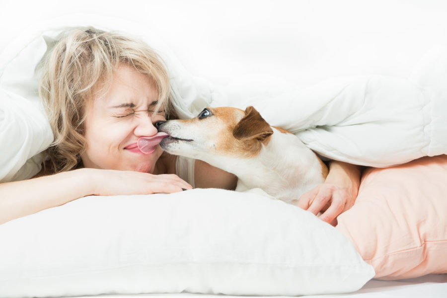 How to stop your dog's licking