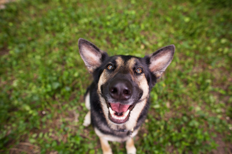 Fatty lipomas in dogs