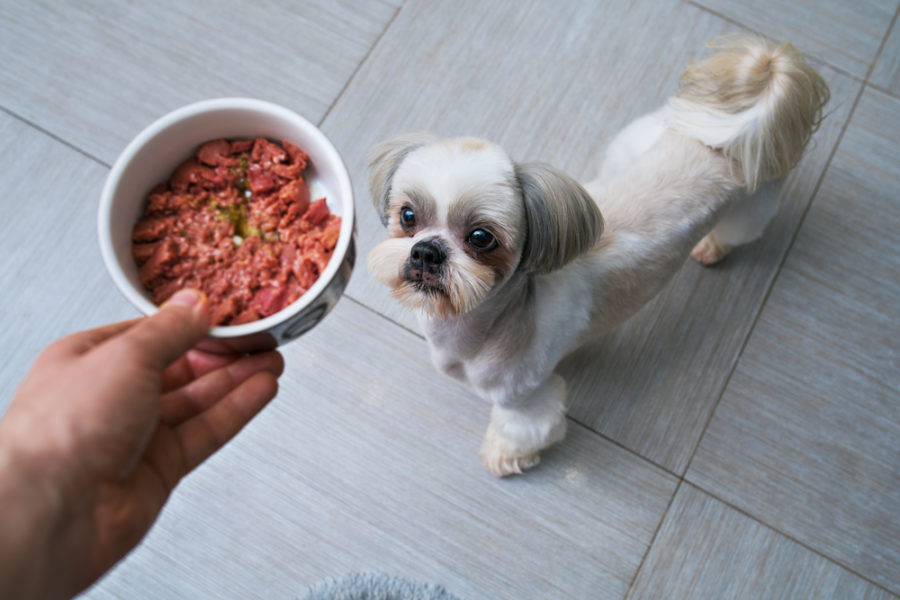 Alternative protein sources for dogs