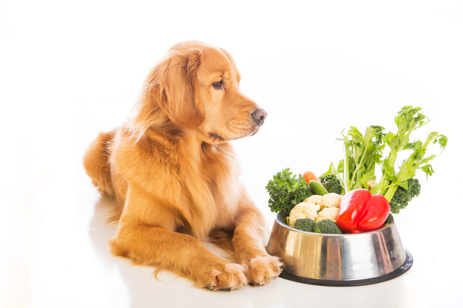 Pill-free weight control for your dog