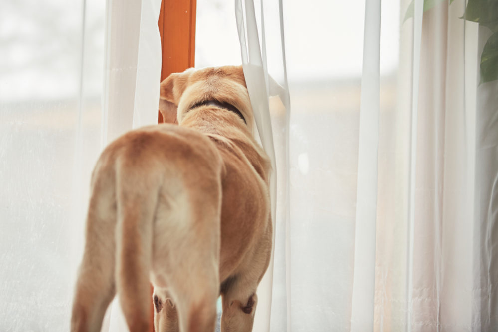 Separation anxiety — could you be making it worse?