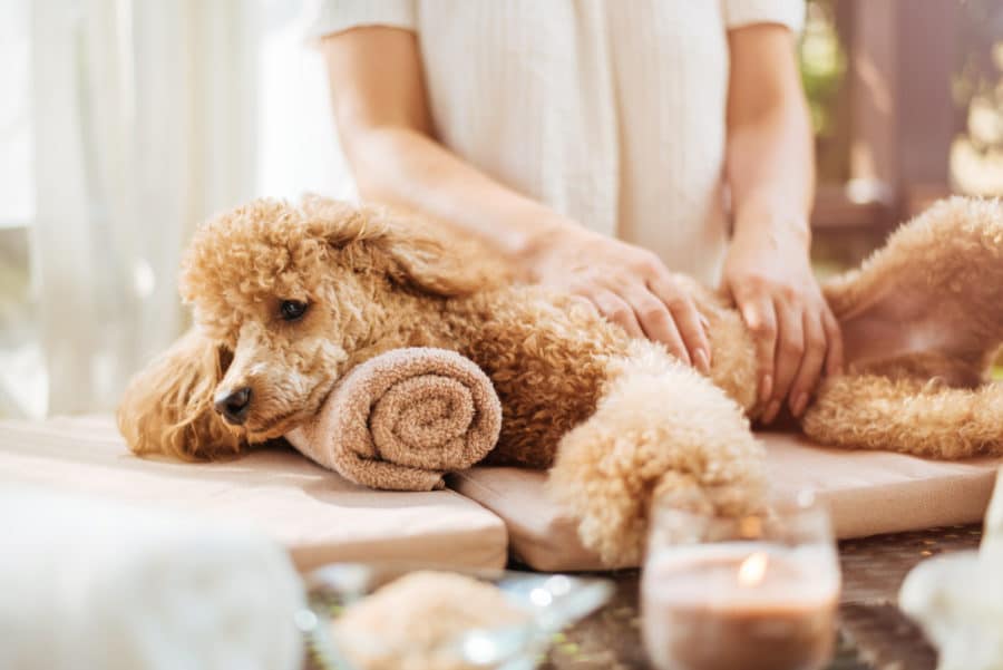 Veterinary massage