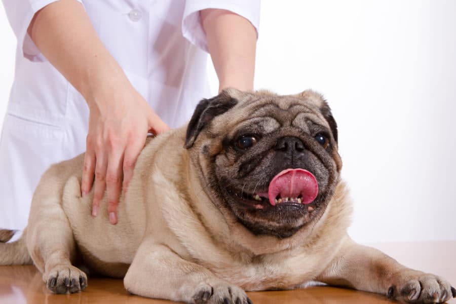 Massage and healing touch for animals in the veterinary clinic