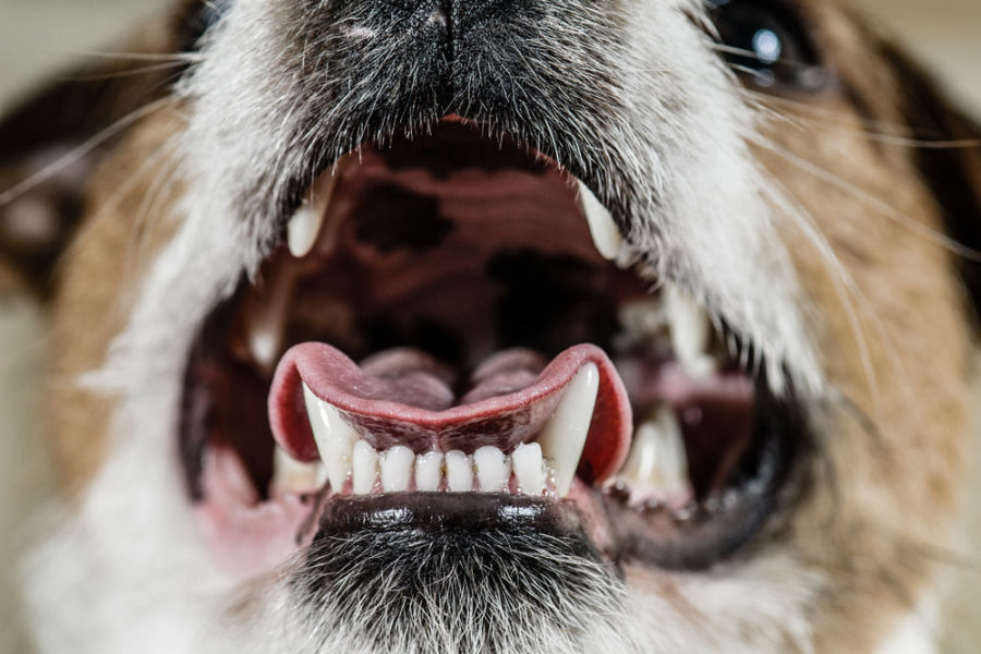 8 steps to clean teeth and fresh breath in dogs