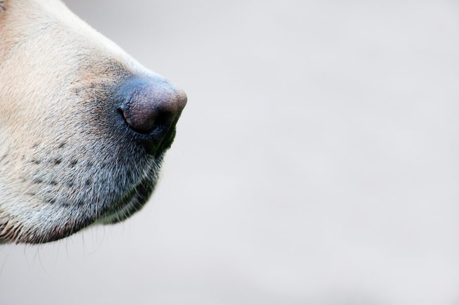 Detection dogs — sniffing out cancer