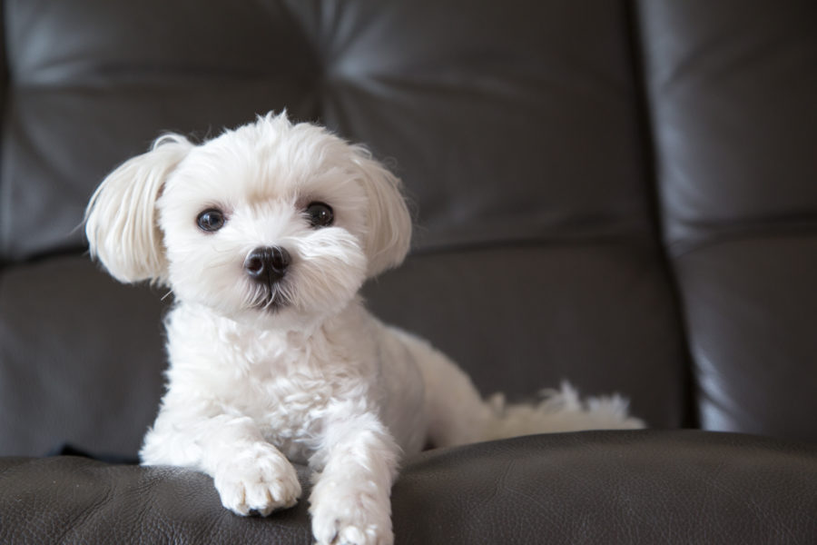 6 ways to know if your dog is in pain