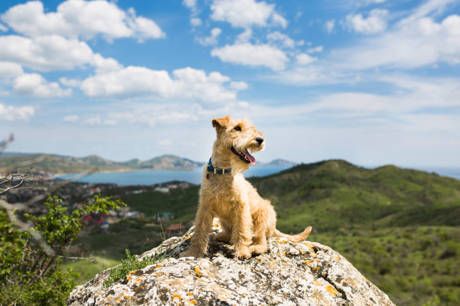 The Smiling Blue Skies Cancer Fund for dogs