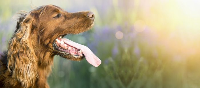 solutions for bad breath in dogs