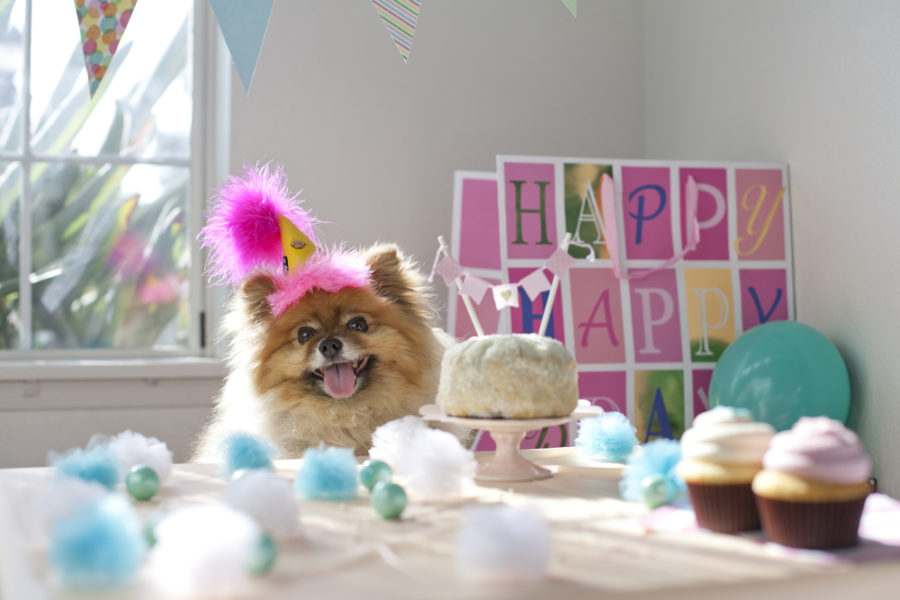 How to throw a doggone good dog party