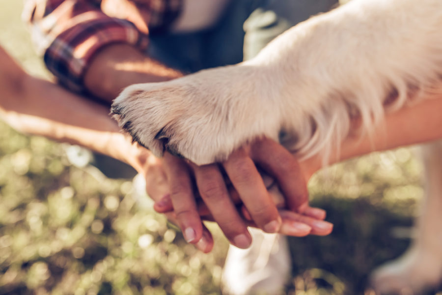 How to keep your dog’s paws healthy