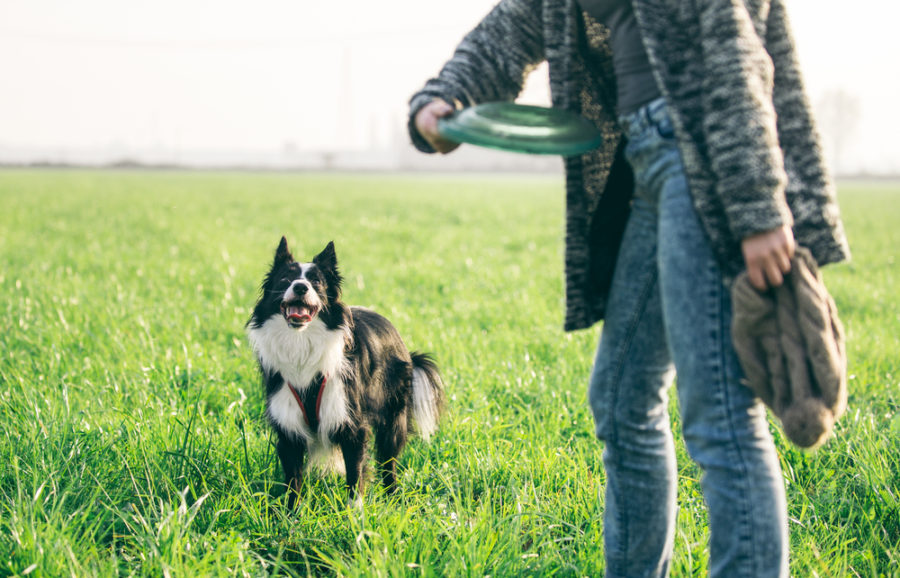 Top 8 canine fitness trends