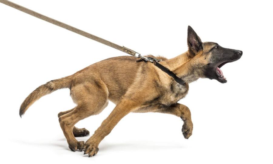 Tools to train your dog