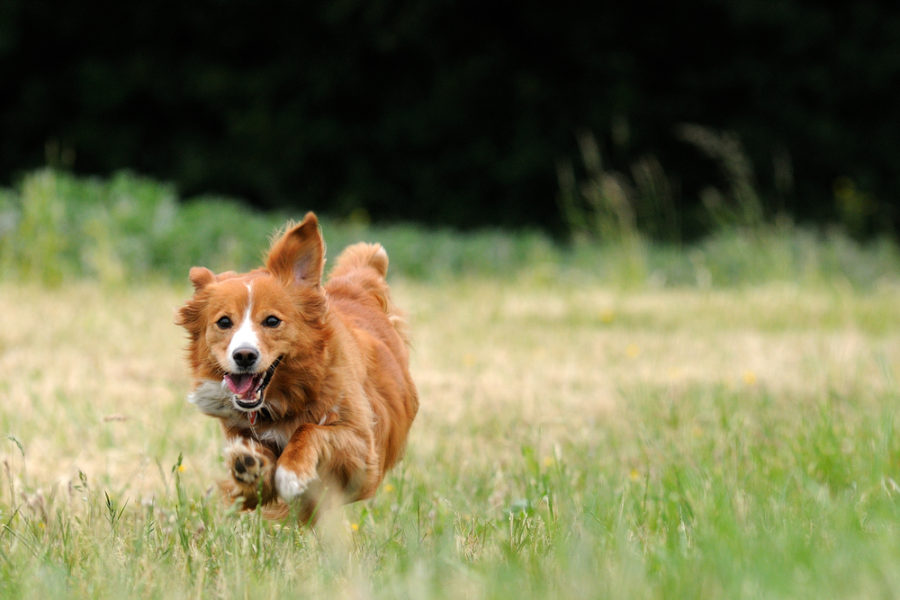 7 ways to beat dog arthritis