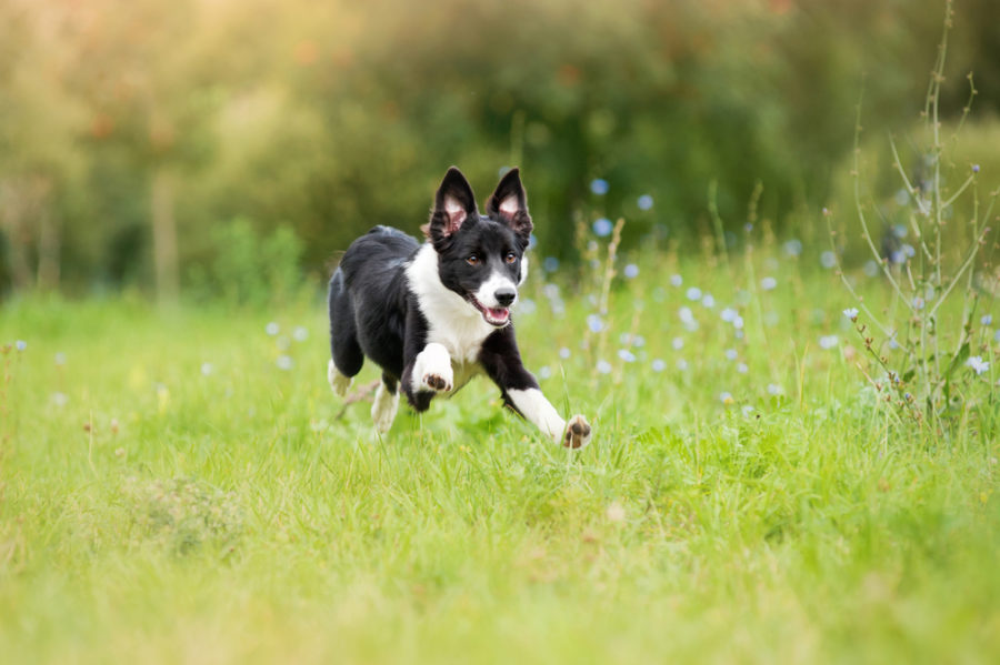 Canine acupressure for spring conditioning