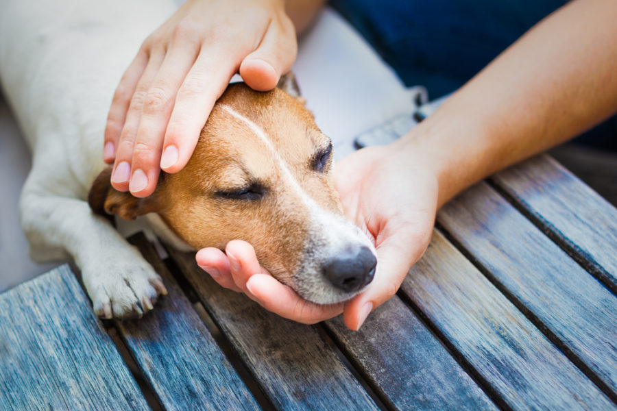 5 alternative therapies for chronic pain in dogs