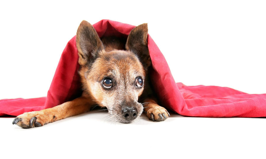 Easing your dog's fear of thunder