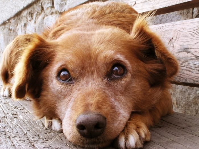 what your dog's stool can tell you about his health