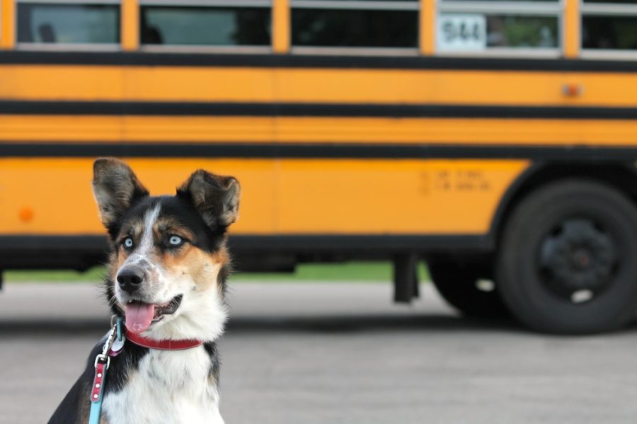 Back to school: how to help your dog adjust