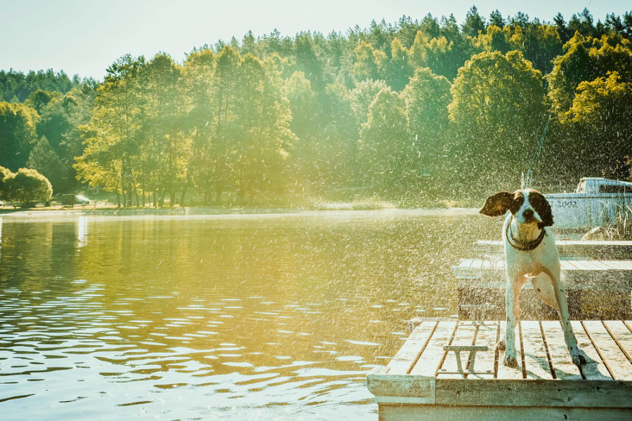 Prepping your dog for the cottage