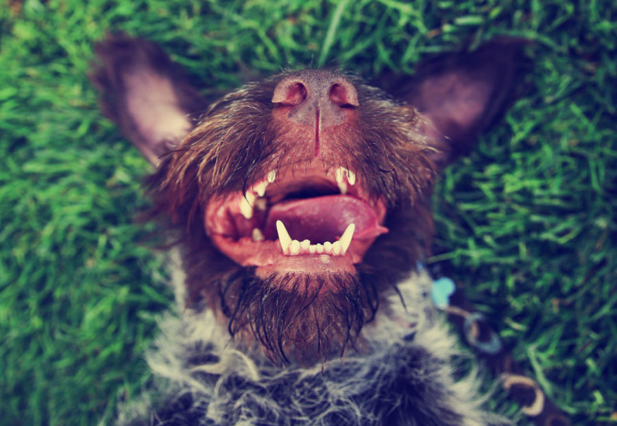 Easy and effective dental solutions for dogs