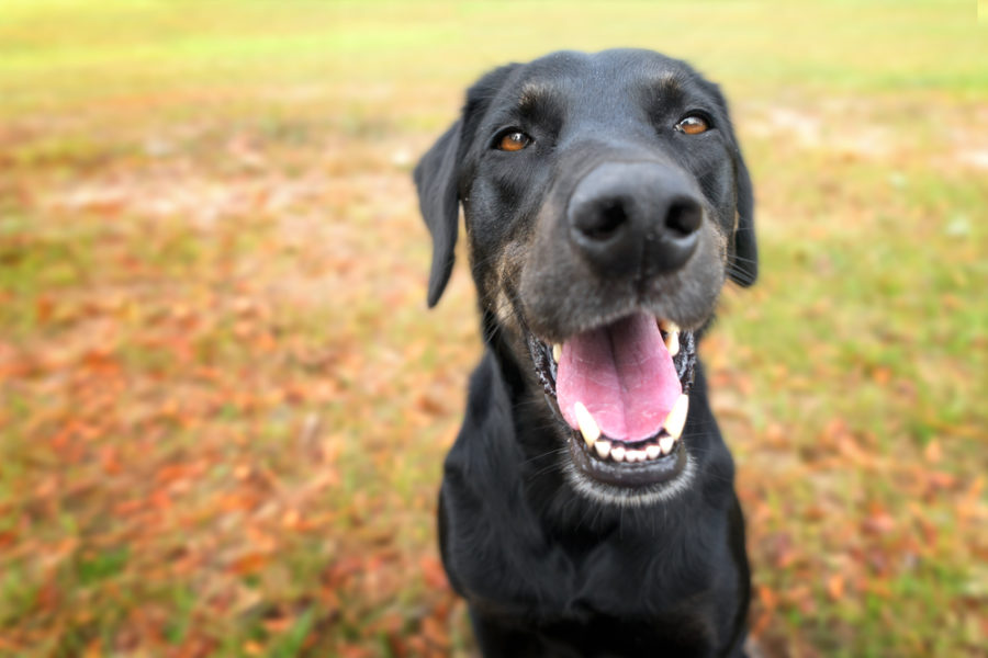 Dog dental health