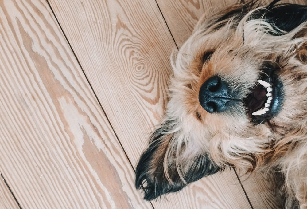 Caring for your dog's teeth