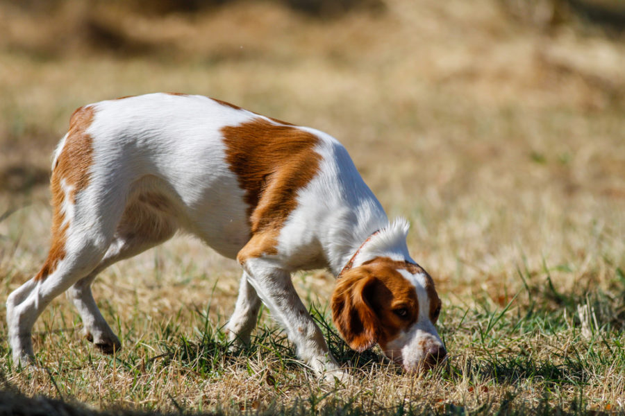 Detection dogs