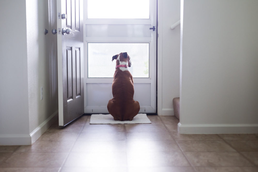 How to deal with separation anxiety in dogs