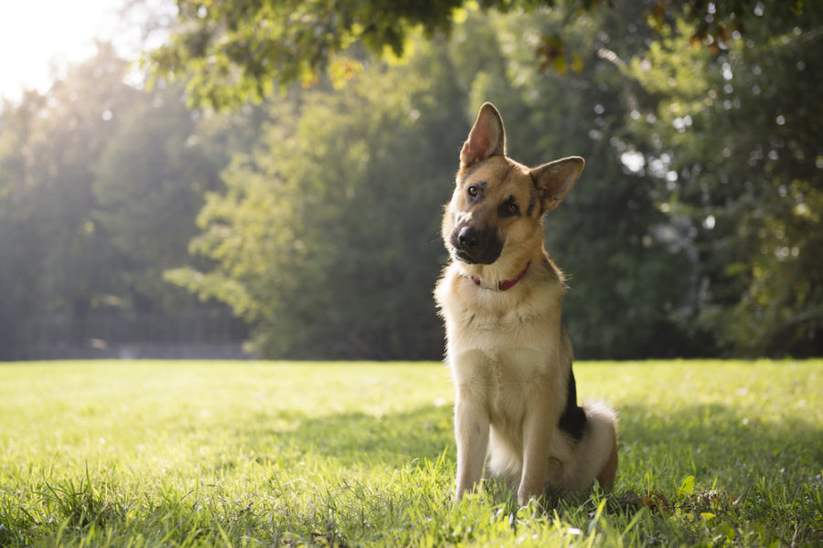 Does your dog have thyroid problems?