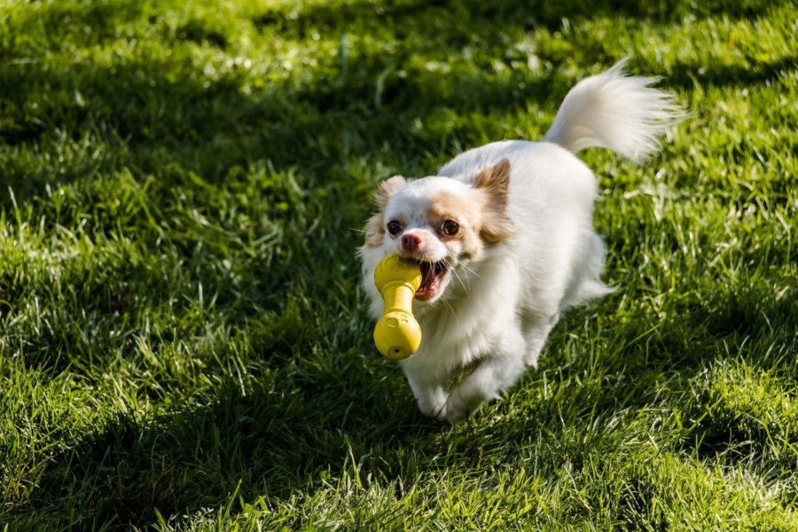 Why interactive toys are good for your dog