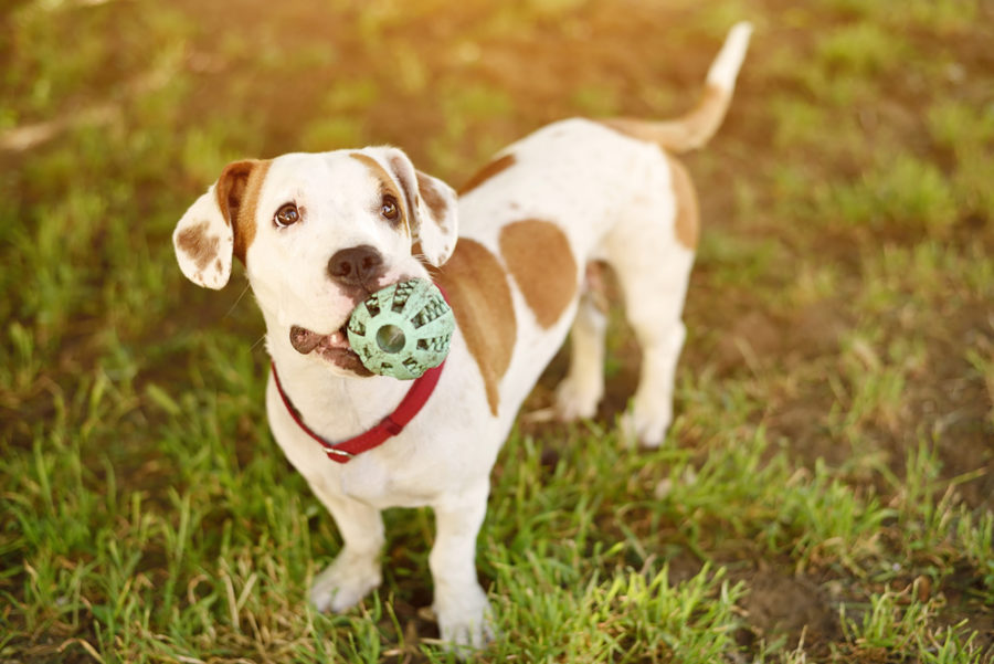 Fair trade dog toys