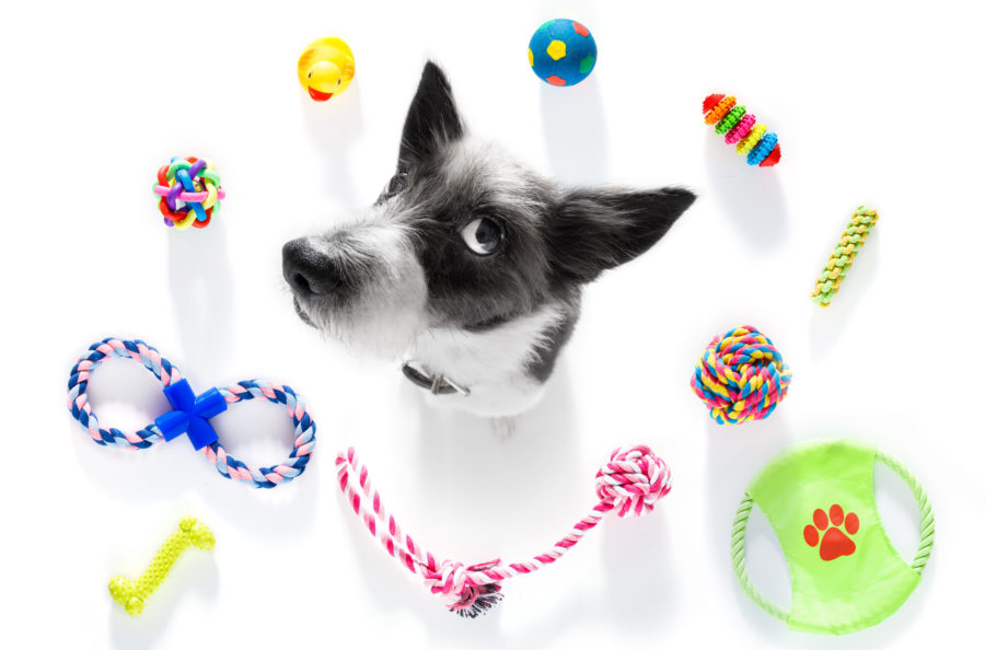 Choosing toys for your dog's play style