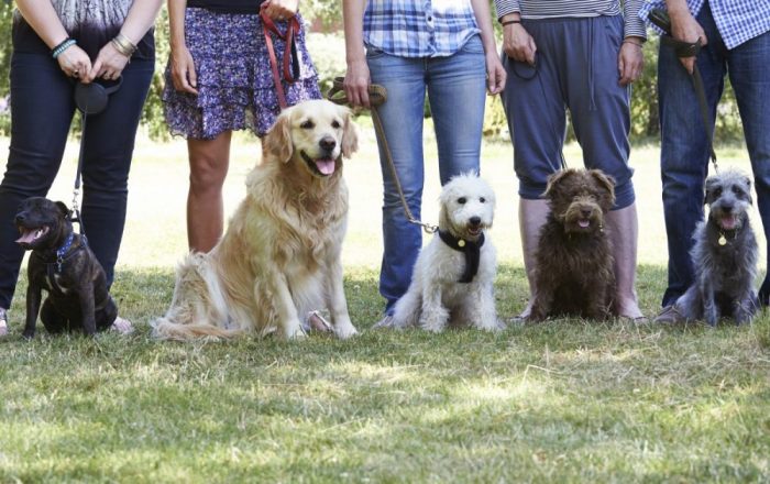 how to select a dog training class