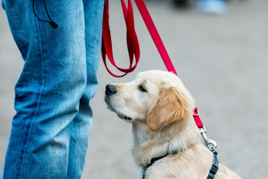 dog training tools