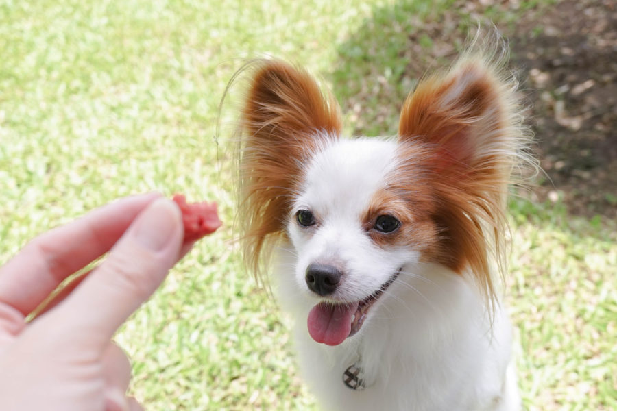 Successful dog training with treats