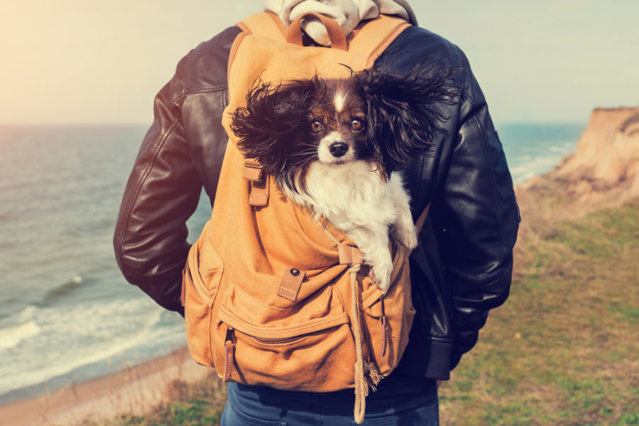 Changes in dog behavior when traveling