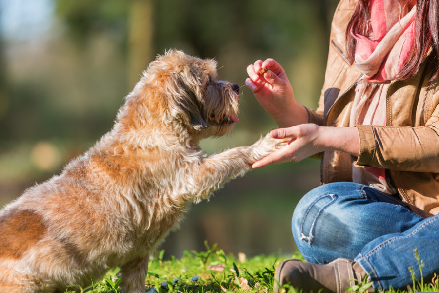 Finding high quality treats for your dog